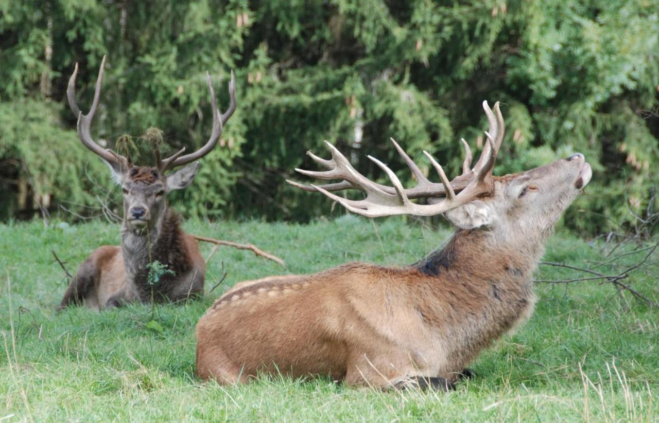 Camping F Selbstversorger Gut Jagerhof Semriach エクステリア 写真